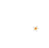 White Flower Cottagas Logo