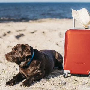 A Guide To Pet Friendly Resorts and Hotels in North in Goa